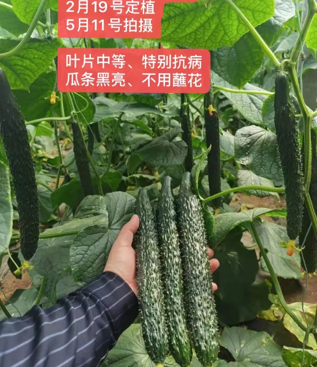 青岛黄瓜种子（系列）